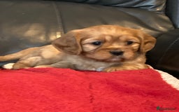 Cavalier King Charles Spaniel dogs for sale: Stunning ruby and black & tan puppies - Image 5