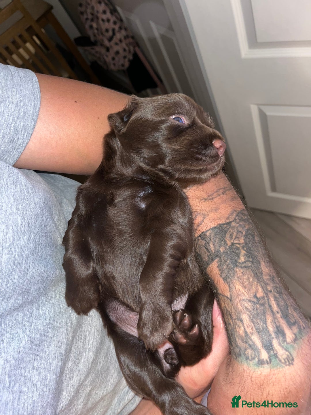 Sprocker dogs for sale: Beautiful sprocker puppies  - Image 11