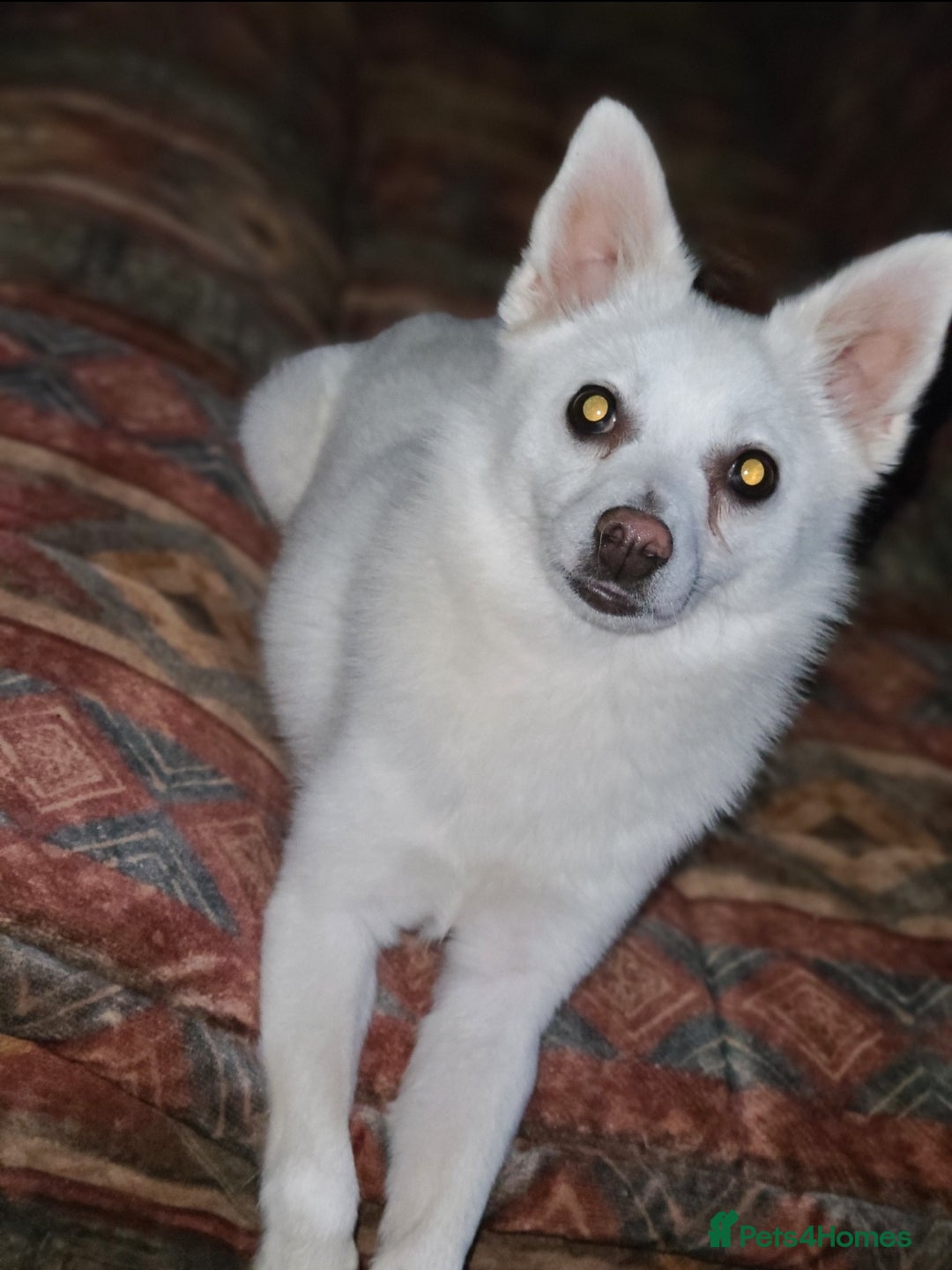 Pomchi dogs for sale: Pomchi girl looking for forever home - Advert 1