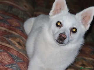 Pomchi dogs Pomchi girl looking for forever home - Advert 1