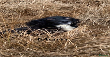 Cocker Spaniel dogs KC reg. Cocker spaniel puppies - Advert 13