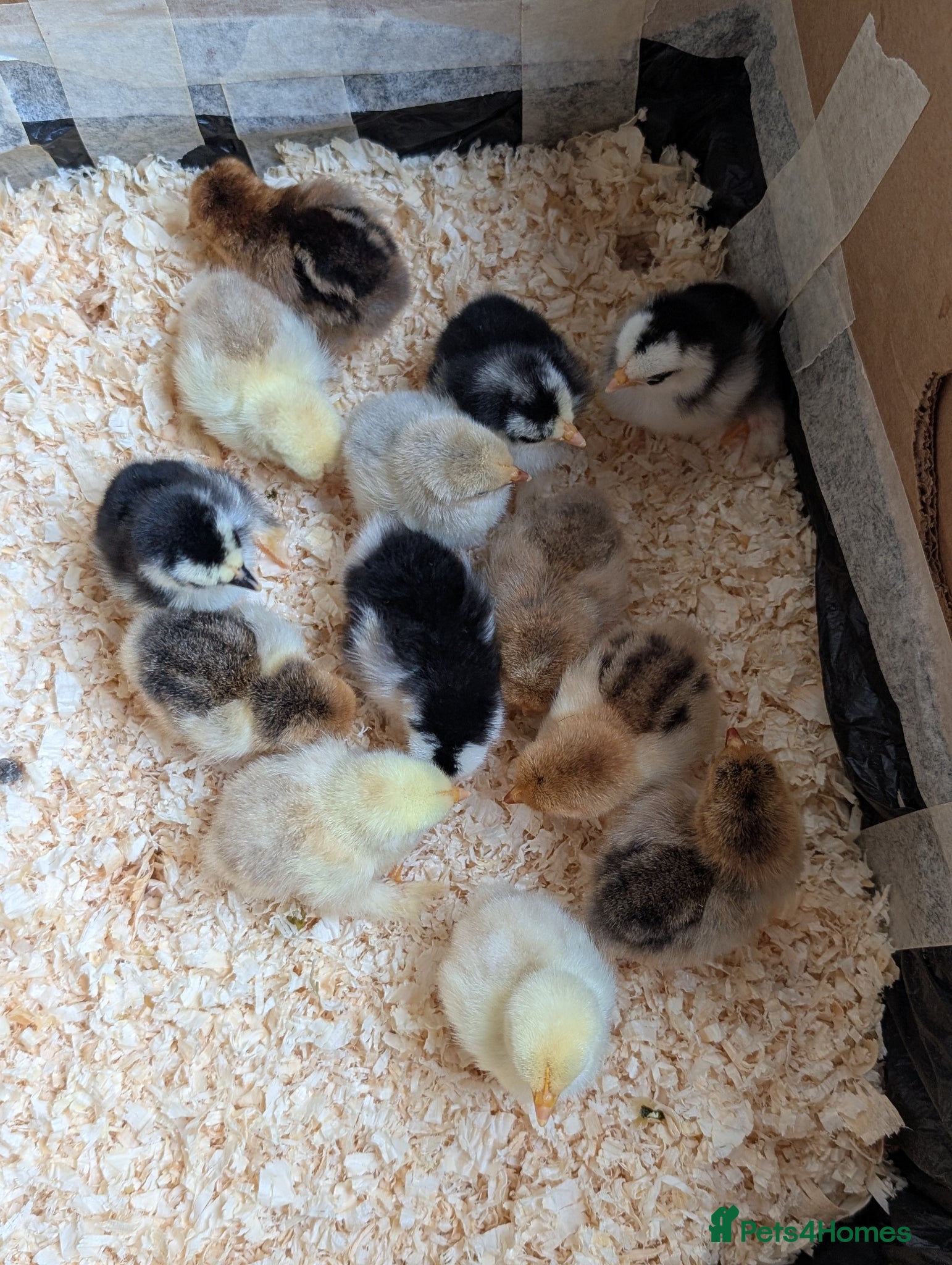 Chickens poultry Beautiful day old pekin bantam chicks and growers  - Advert 4