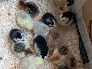 Chickens poultry Beautiful day old pekin bantam chicks and growers - Advert 3