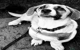 Mixed Breed dogs for adoption: SWEET LITTLE NOVA  - Image 4