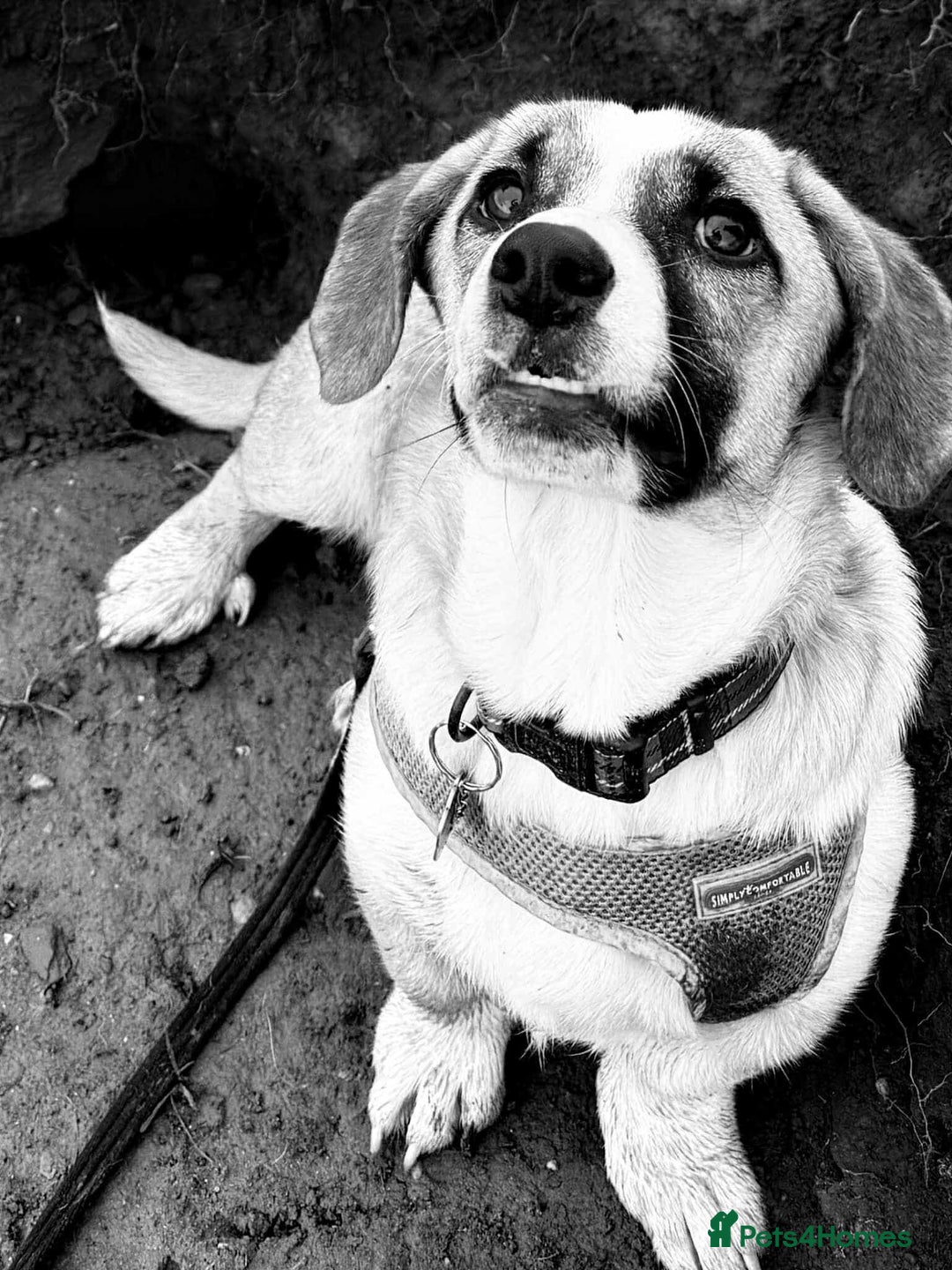 Mixed Breed dogs for adoption: SWEET LITTLE NOVA  - Image 4