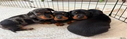 Miniature Dachshund dogs for sale: Litter of four Miniature Dachshunds - Advert 1