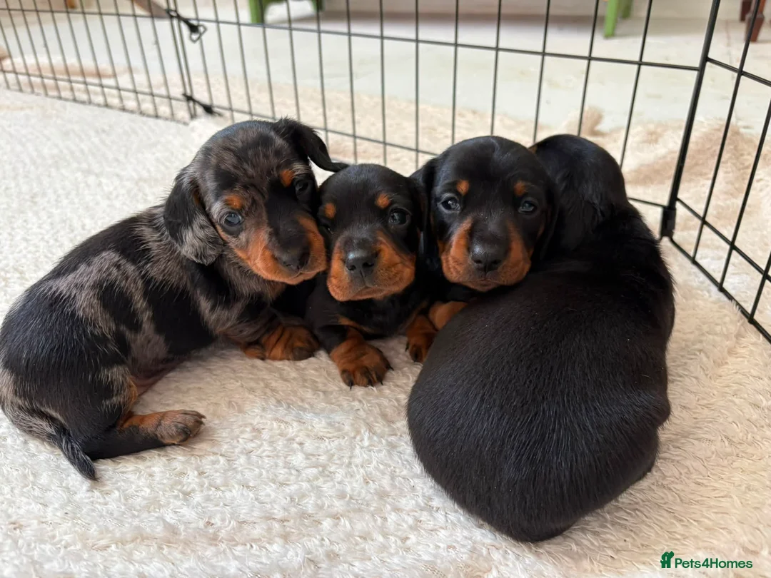 Miniature Dachshund dogs for sale: Litter of four Miniature Dachshunds - Advert 1