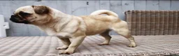 Griffon Bruxellois dogs for sale: Brussels Griffon - Advert 10