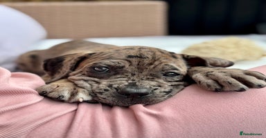 Mixed Breed dogs - Advert 2