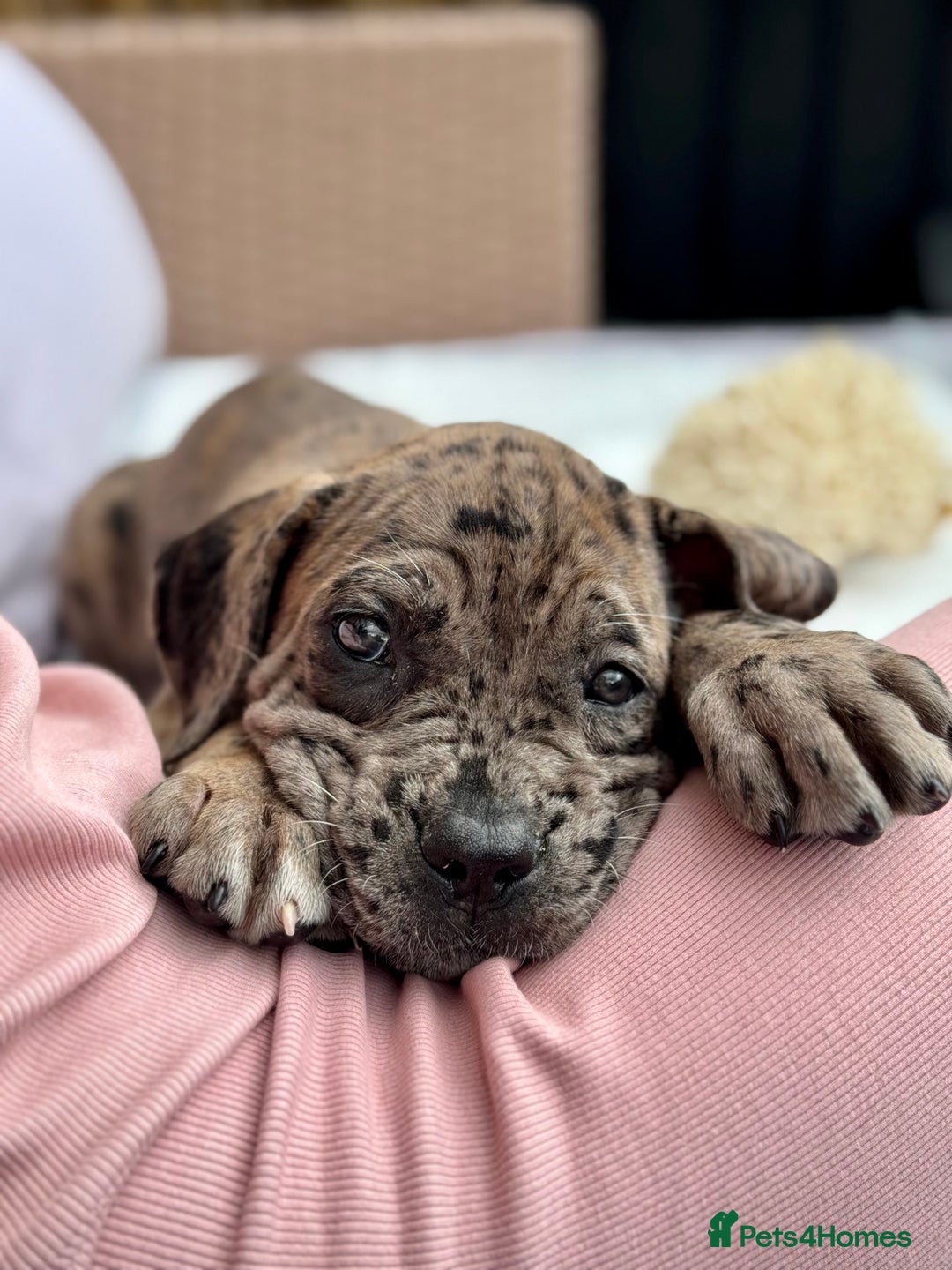 Mixed Breed dogs for sale: Last Four Mastiff pups available  - Image 2