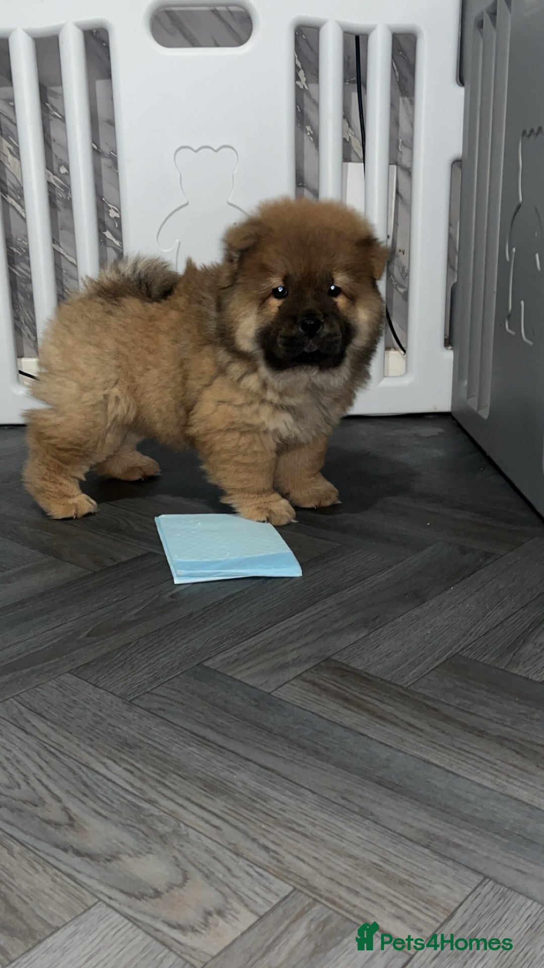 Chow Chow dogs for sale: 2 stunning chow chow girls  - Advert 5