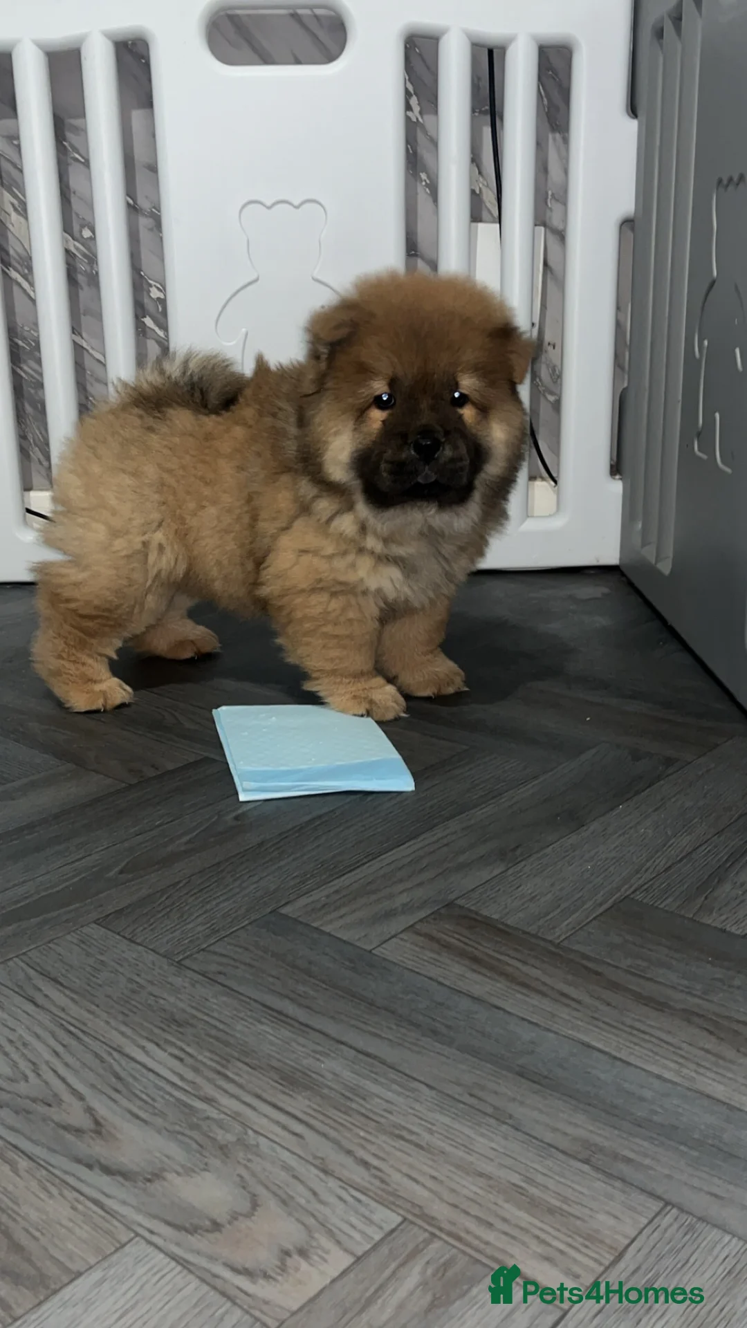 Chow Chow dogs for sale: 1 female left chow chow  - Advert 11