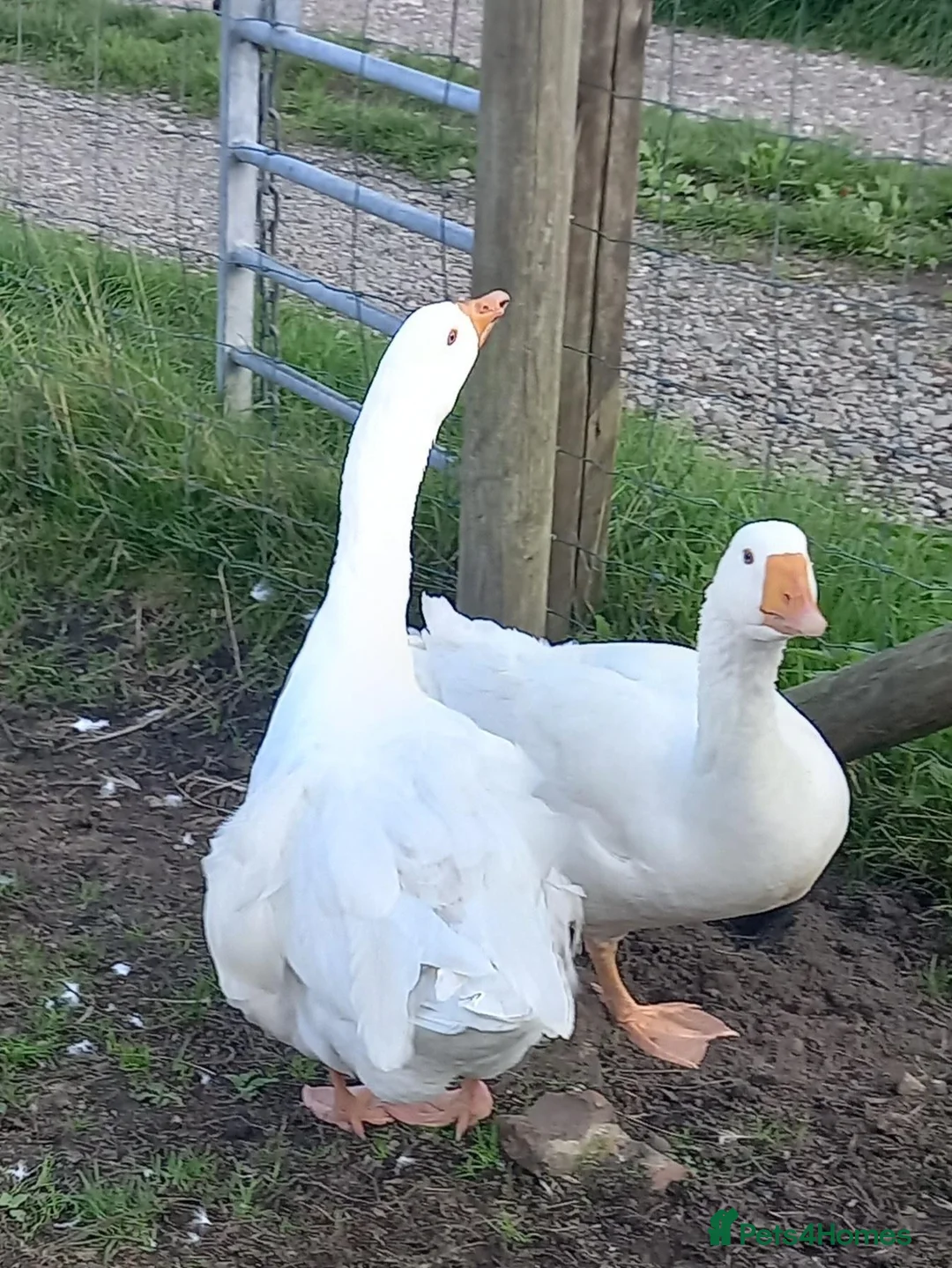 Geese poultry for sale: Young Geese for Sale - Advert 1