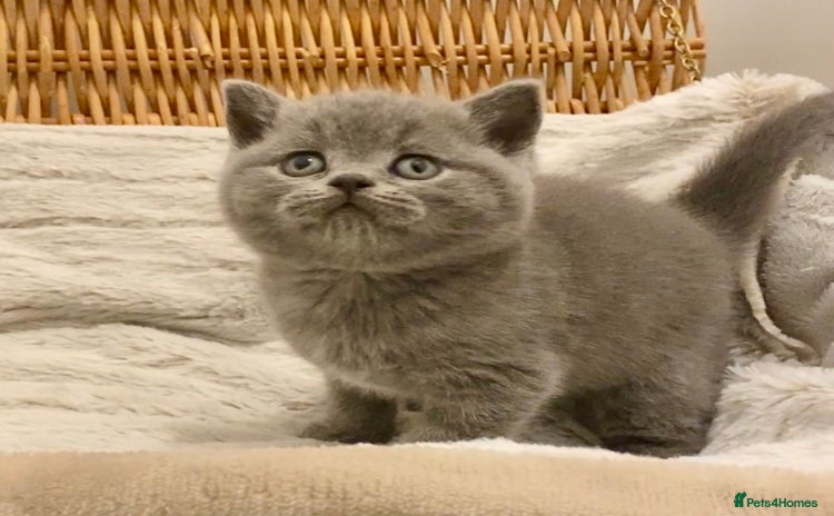 British Shorthair cats - Advert 10