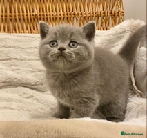 British Shorthair cats - Advert 4
