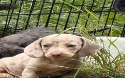 Miniature Dachshund dogs for sale: Beautiful Isabella dachshund puppies - Image 33