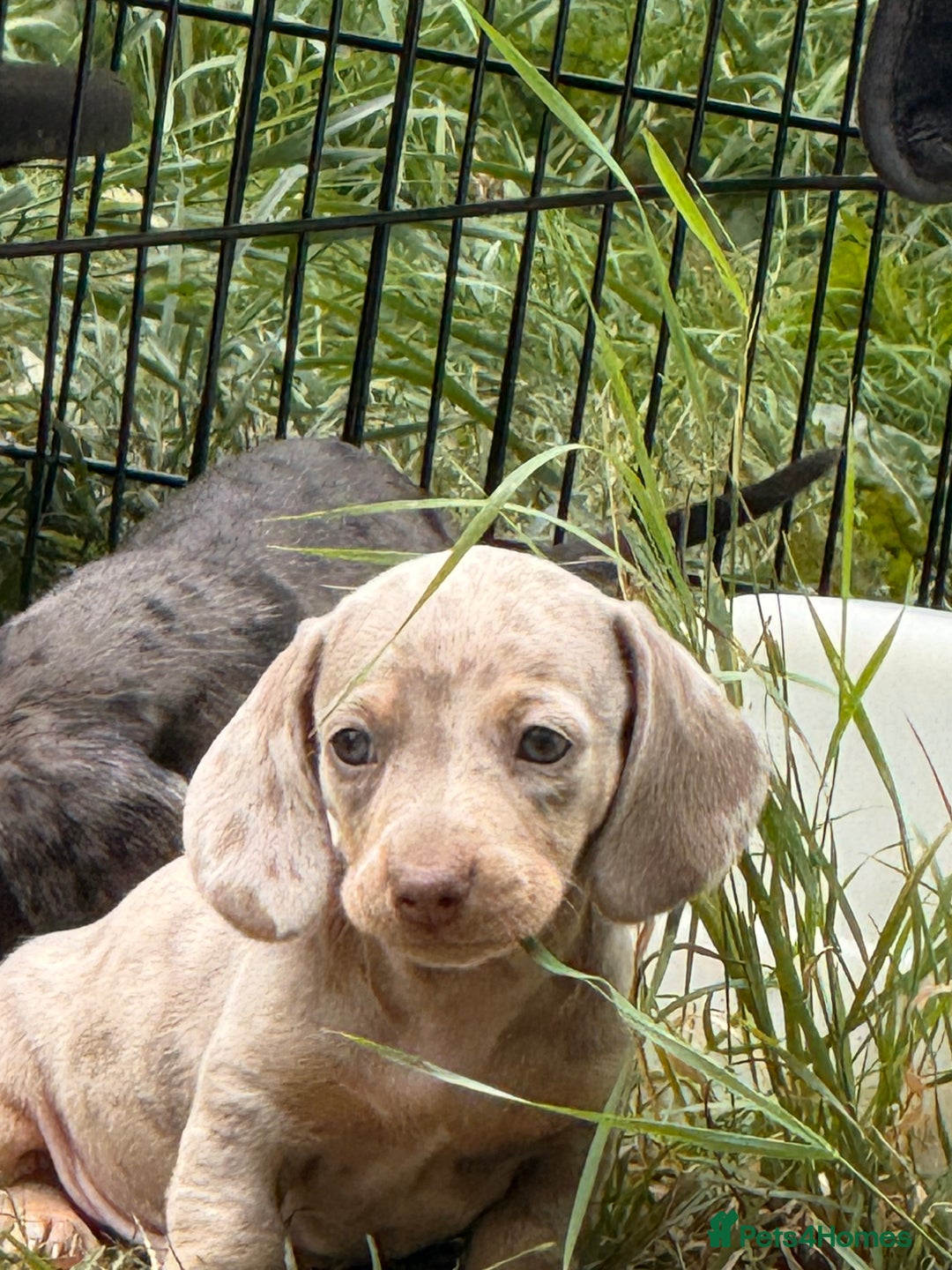 Miniature Dachshund dogs for sale: Beautiful Isabella dachshund puppies - Image 33