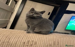 British Shorthair cats for sale: Pedigree British Shorthair  - Image 3