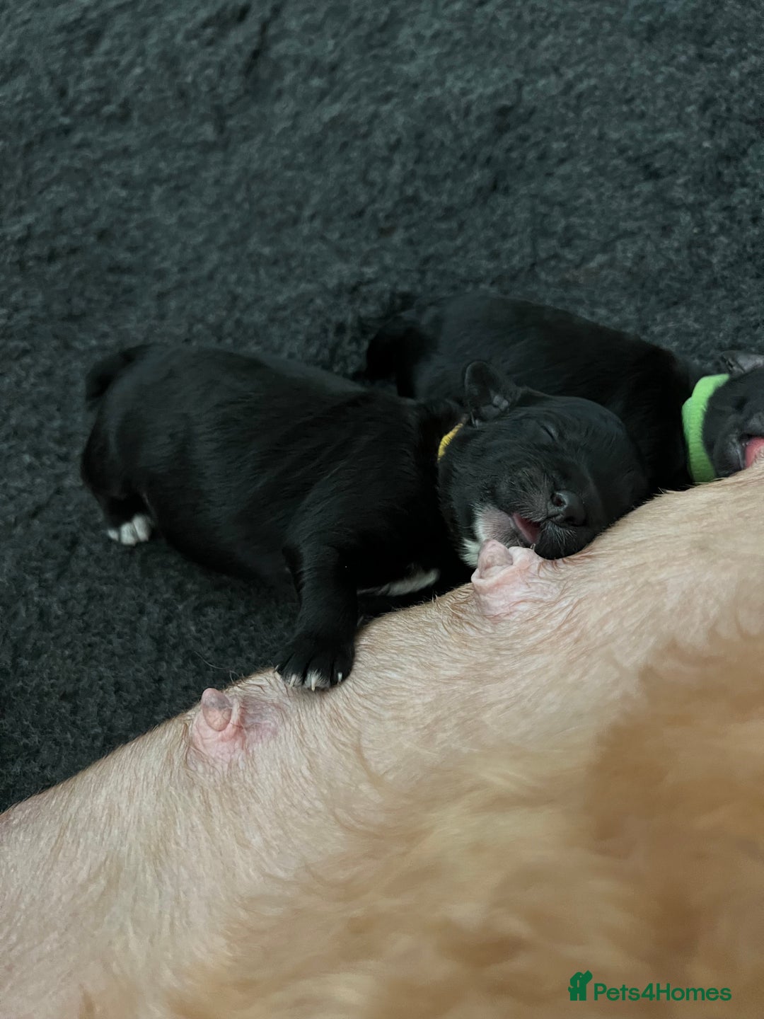 Cavapoo dogs for sale: F1B OUTSTANDING RARE RAINBOW 🌈 BABIES (Cavapoo)  - Image 16