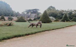 Mixed Breed dogs for sale: French Bulldog X Pocket Bullies for sale  - Image 9