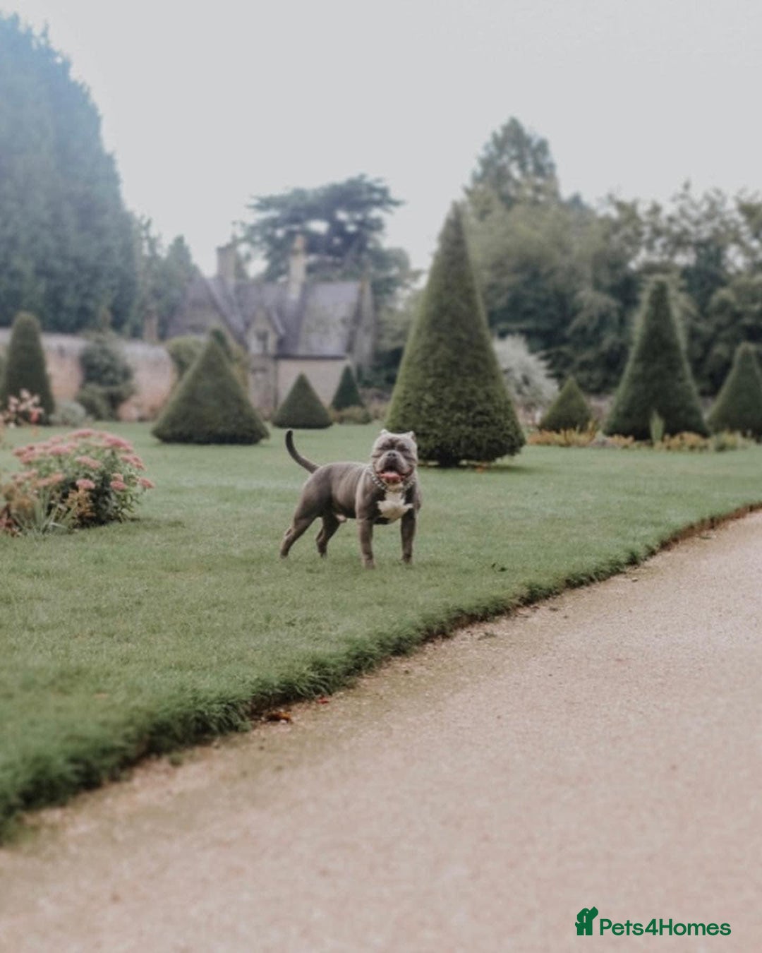 Mixed Breed dogs for sale: French Bulldog X Pocket Bullies for sale  - Image 9