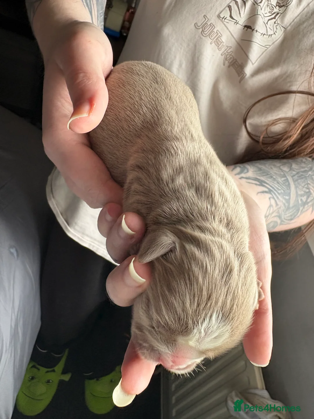 Olde English Bulldogge dogs for sale: 9 beautiful olde English bulldogge  - Advert 27