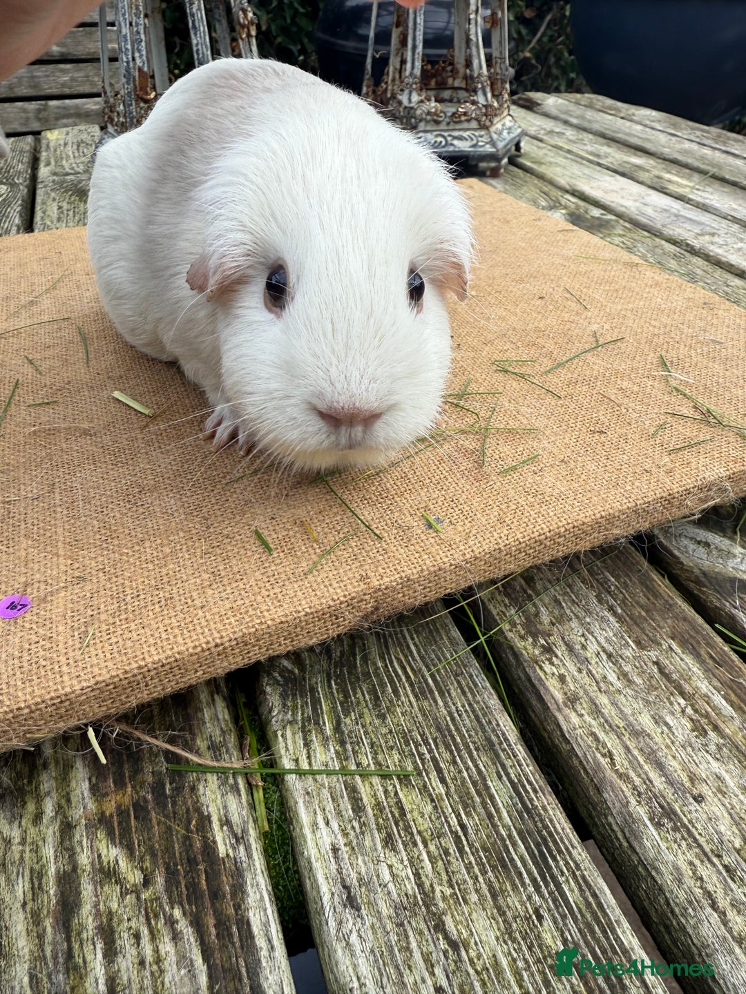 Guinea Pig rodents for sale: Pure bred California & Swiss guineapigs  - Advert 16