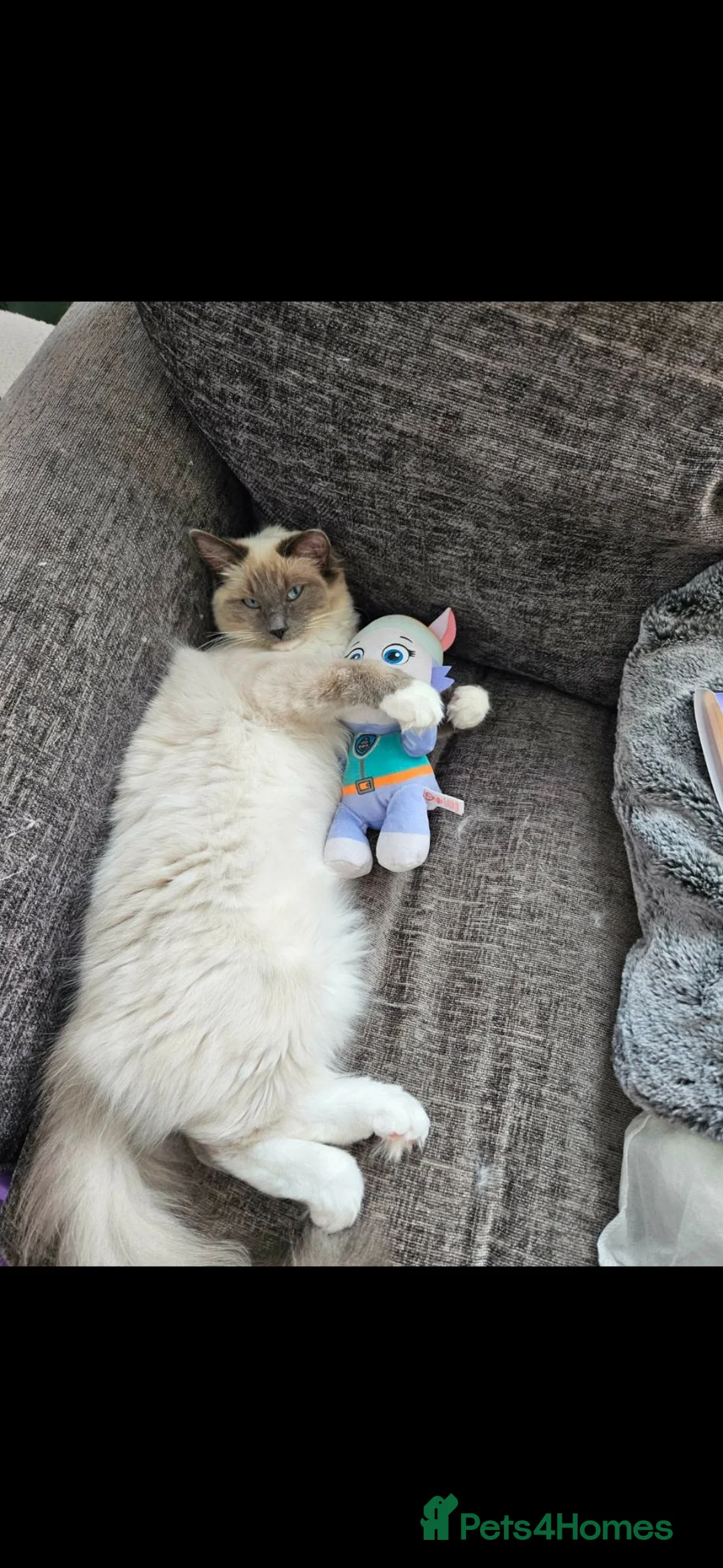 Ragdoll cats for sale: 4 sweet scottish dolls - Advert 2