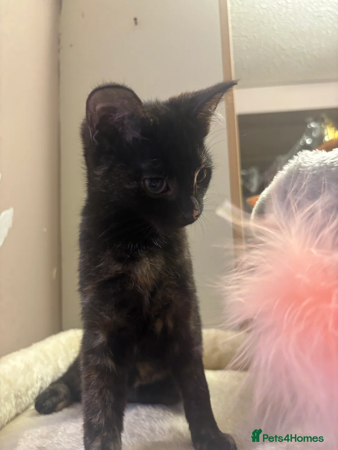 British Shorthair cats for sale: Two young female kittens for sale  in Cromer - Advert 2