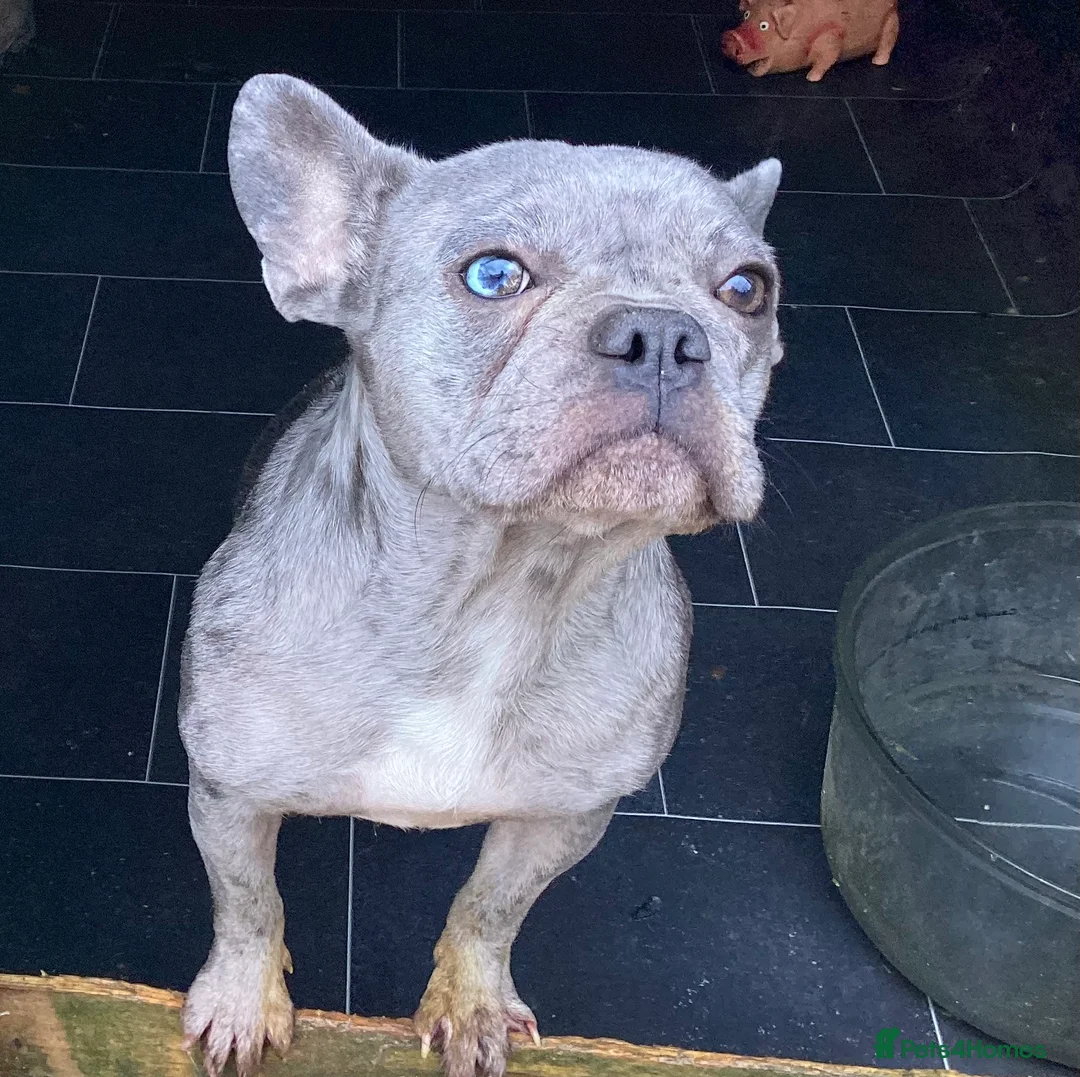 French Bulldog dogs for sale: French bulldogs - Advert 2