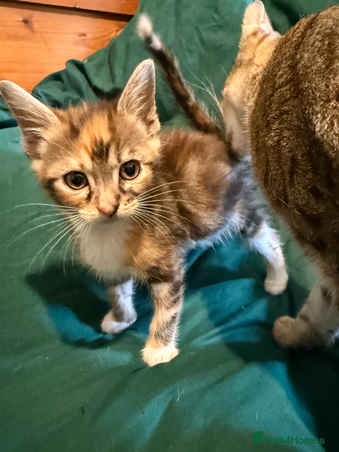Mixed Breed cats for sale: 5 beautiful European short hair calico tabby’s  - Image 4