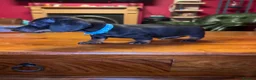 Miniature Dachshund dogs for sale: 3 male Miniature Dachshunds for sale in Bolton - Advert 10