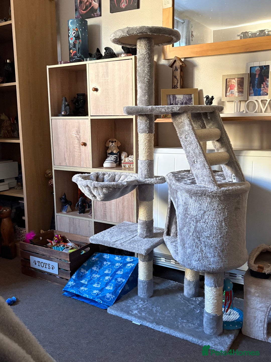 Mixed Breed cats for sale: Black Female Cat - Advert 10