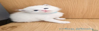Albert 