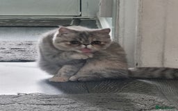 Persian cats for sale: Exotic Persian kitten lap cat very loving  - Image 3