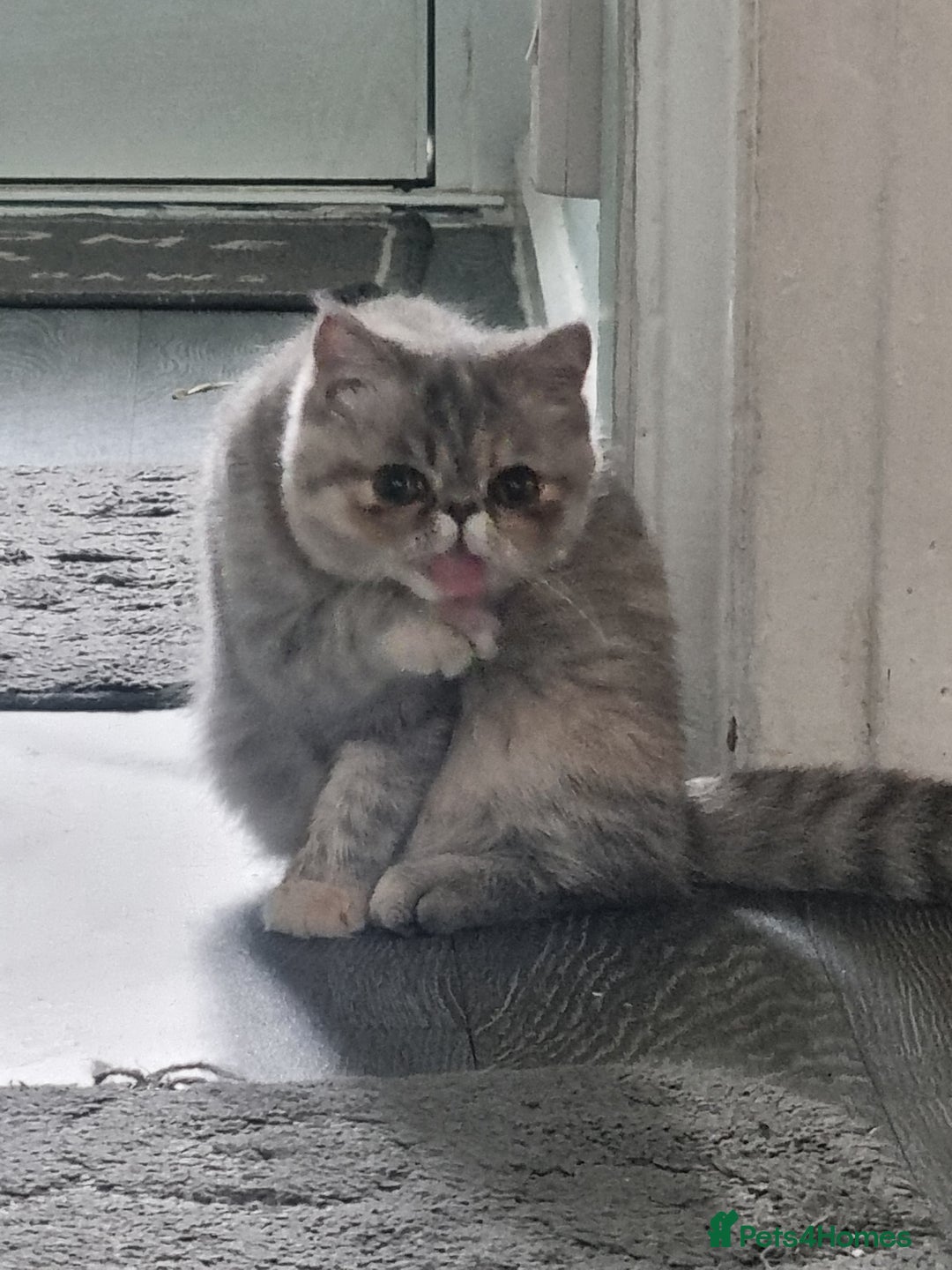 Persian cats for sale: Exotic Persian kitten lap cat very loving  - Image 3