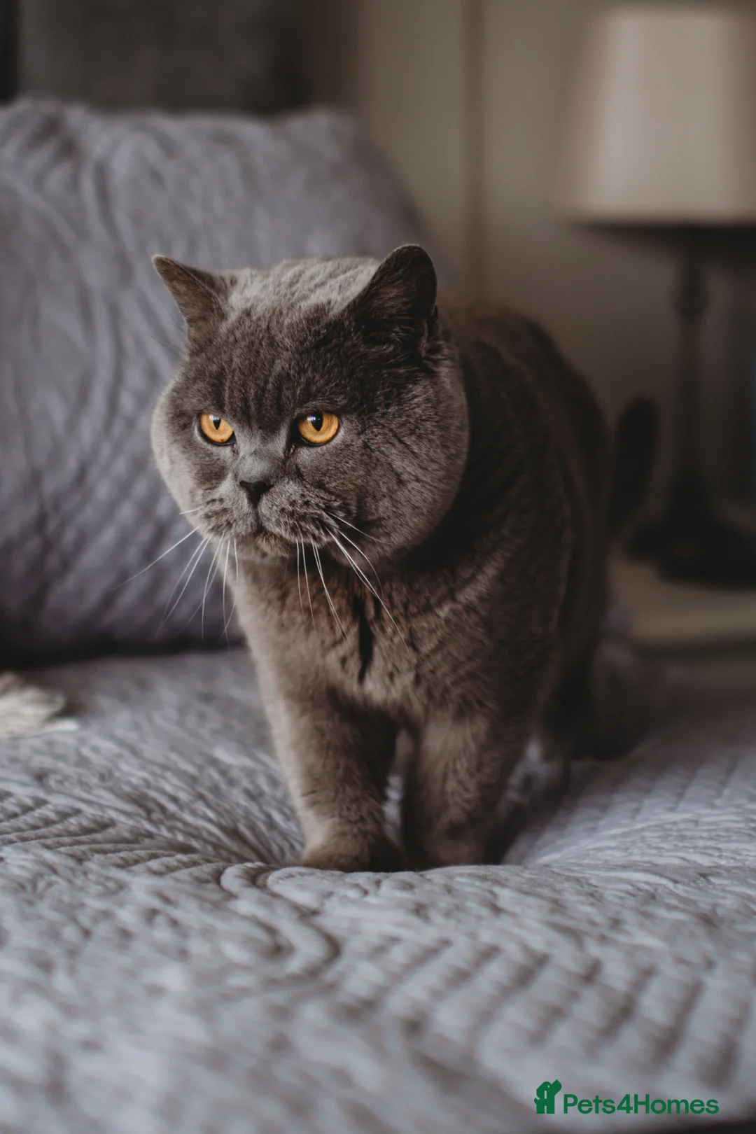 British Shorthair cats for sale: GCCF registered British Shorthair Kittens - Advert 13