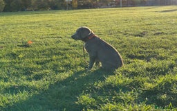 Labrador Retriever dogs for sale: Remaining 3 puppies (13 wks) - Image 5