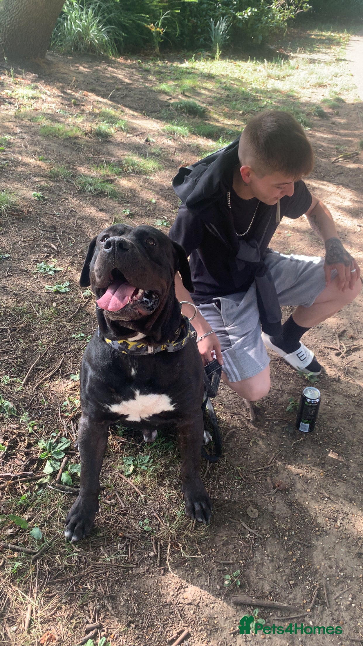 Presa Canario dogs Presa canario for stud  - Advert 2