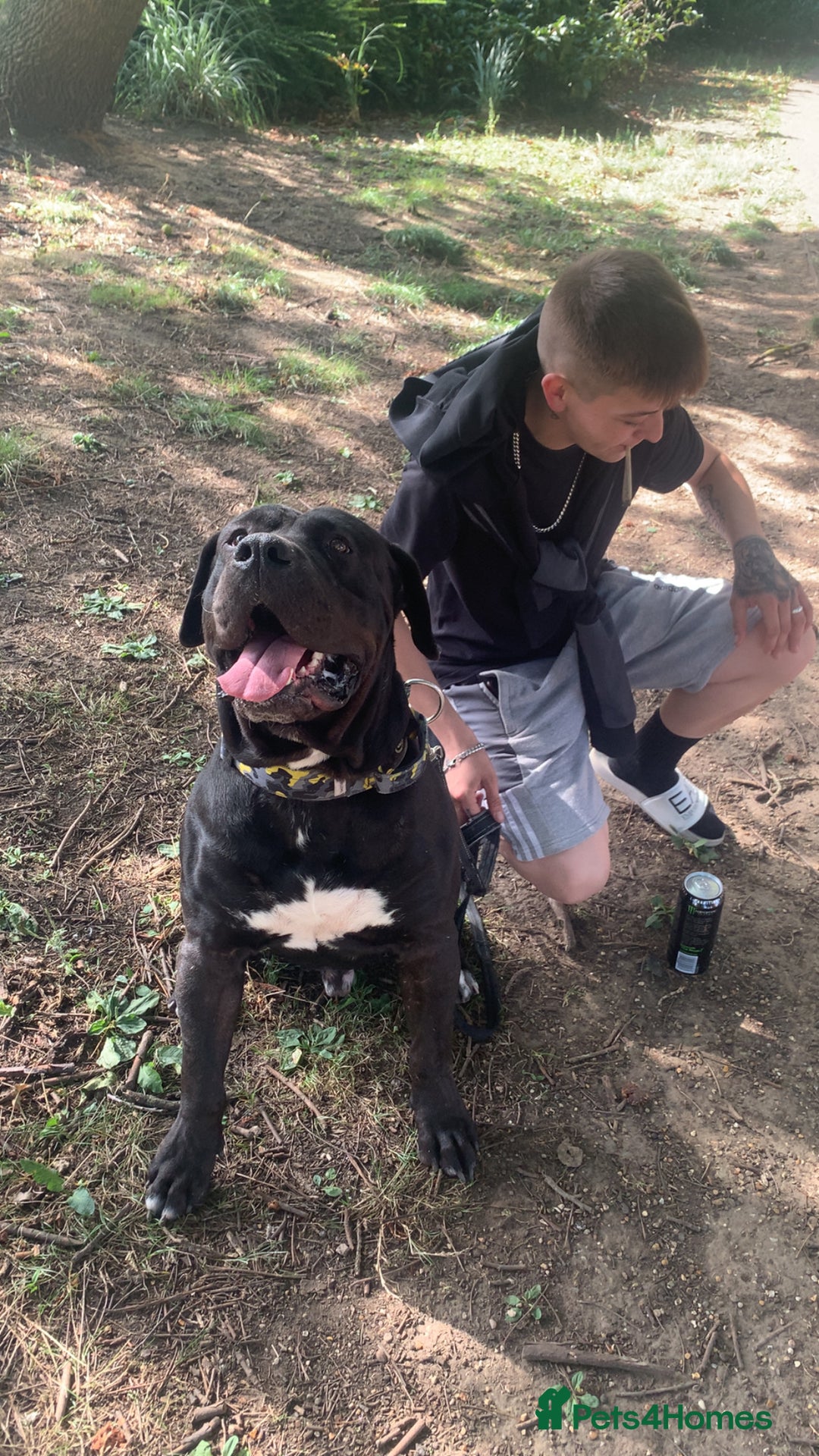 Presa Canario dogs for stud: Presa canario for stud  - Image 1