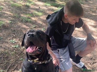 Presa Canario dogs for stud - Advert 1