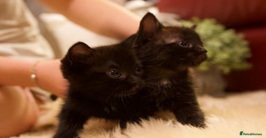 Mixed Breed cats - Advert 3