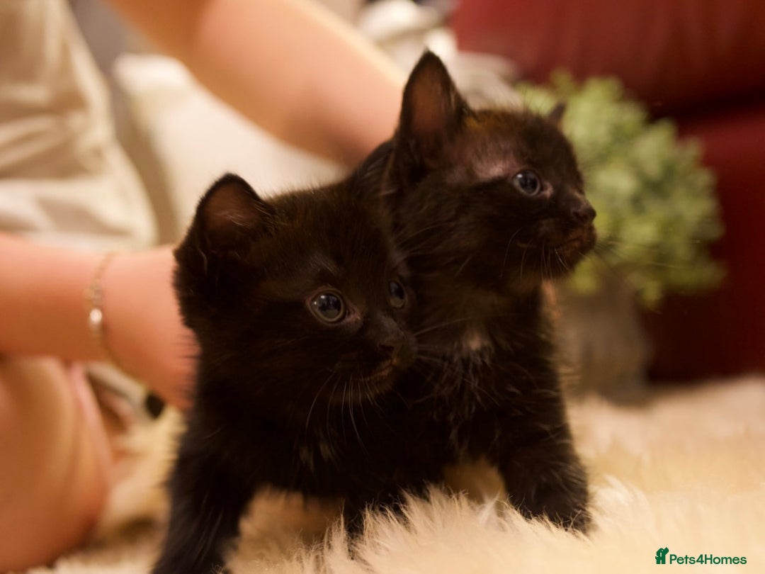 Mixed Breed cats for sale: Gorgeous Maine-Coon/Ragdoll/Bombay Mix Kittens!!! - Image 6