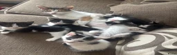 Mixed Breed cats for sale: 10 week old kittens - Advert 2