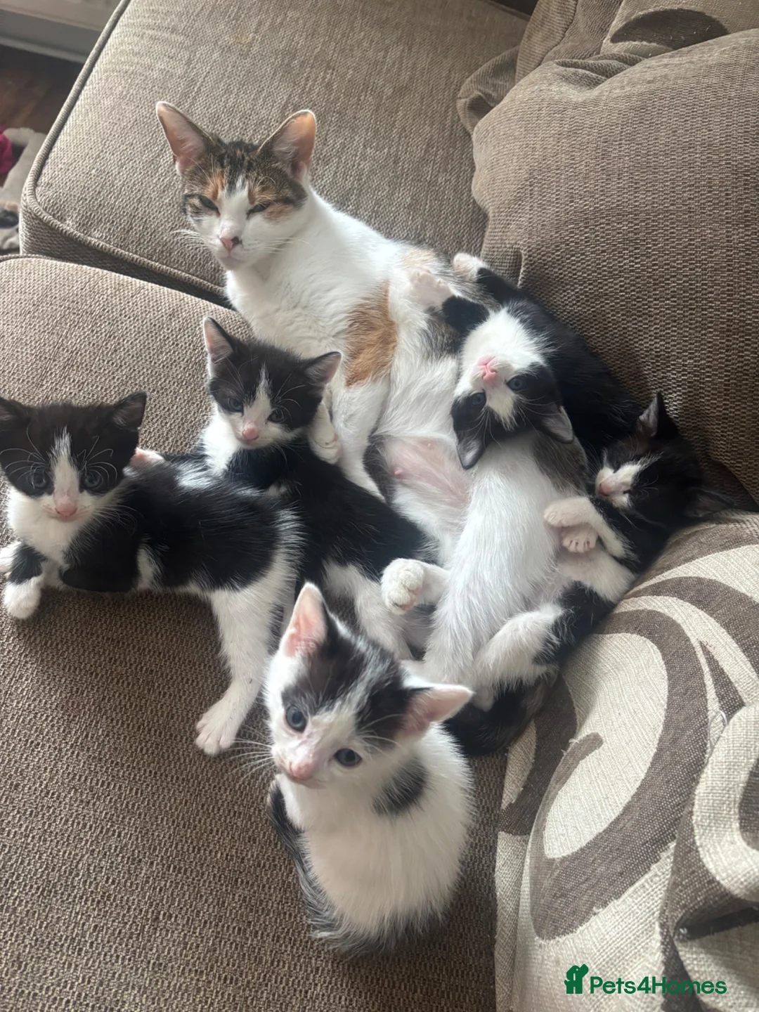 Mixed Breed cats for sale: 10 week old kittens - Advert 2