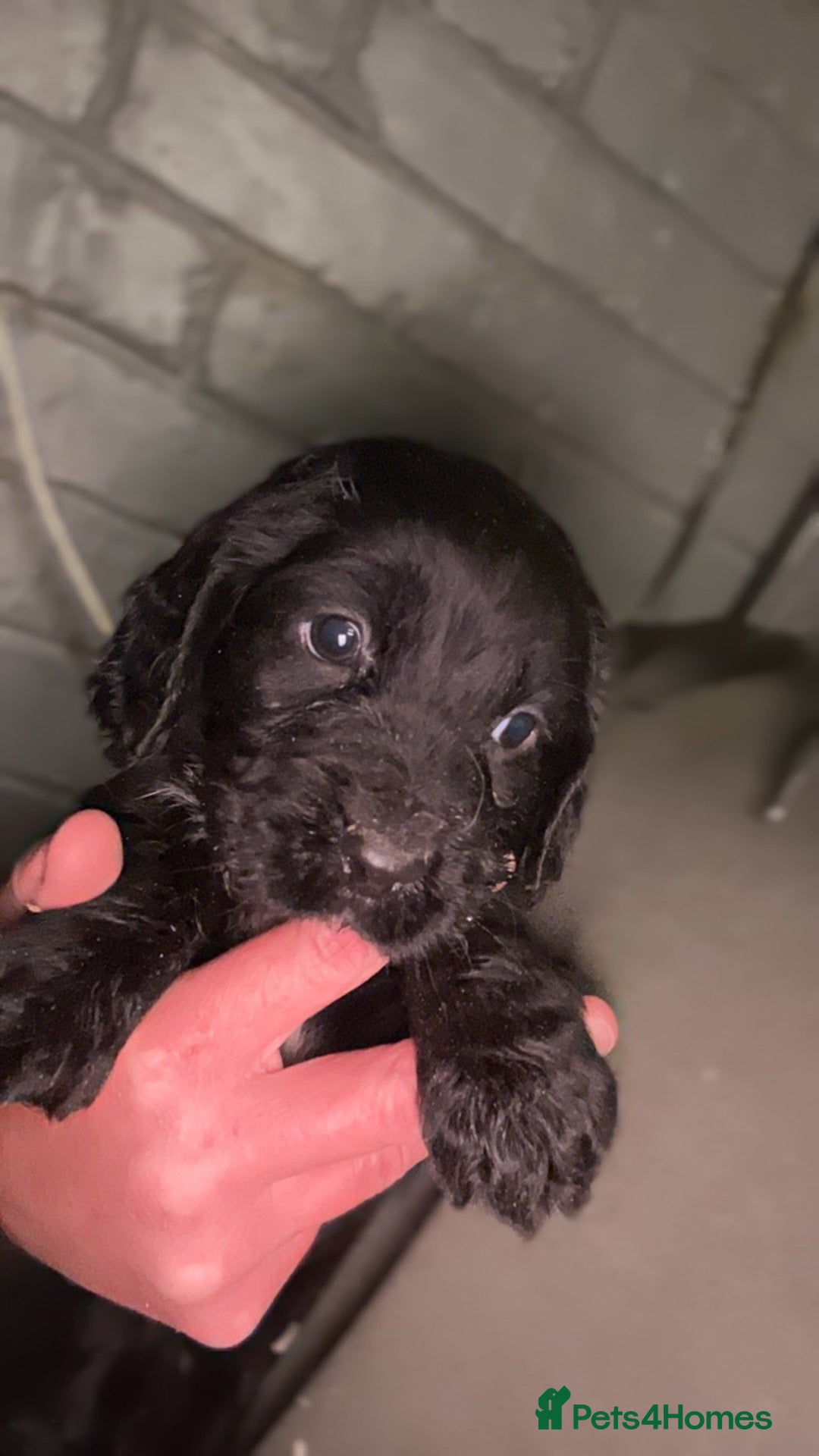 Cocker Spaniel dogs for sale: Cocker spaniel  - Image 13