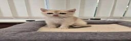 British Shorthair cats for sale: British blue chinchilla pedigree from champion  - Advert 6