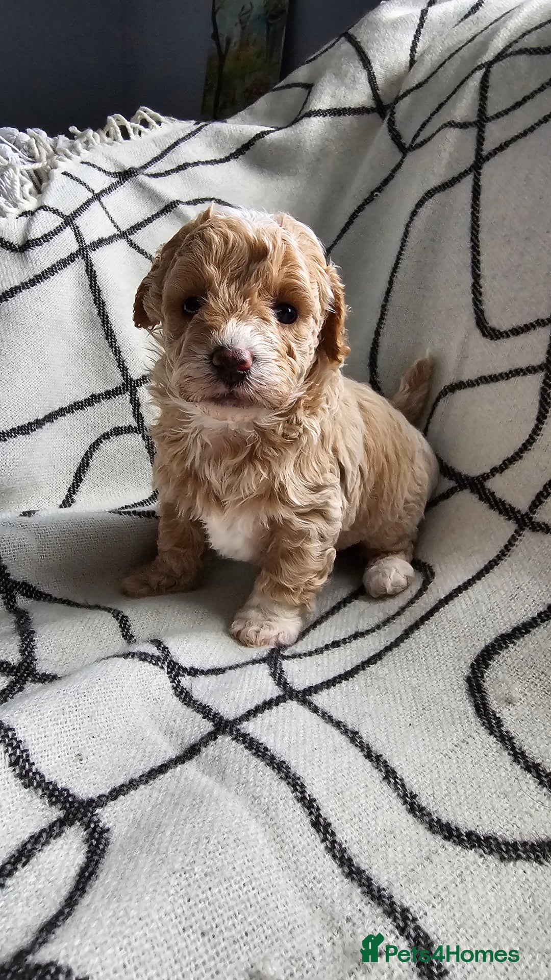 Mixed Breed dogs for sale: Beautiful westipoo - Image 4