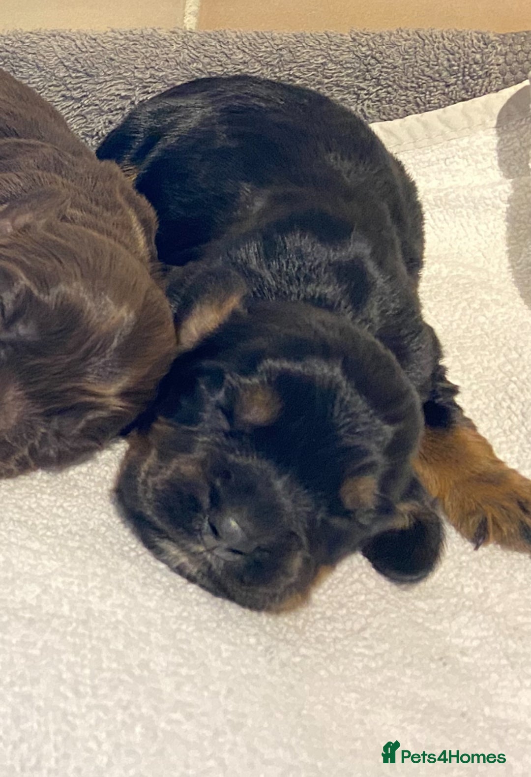 Cocker Spaniel dogs for sale: Working Cocker Spaniel Pups - Image 9