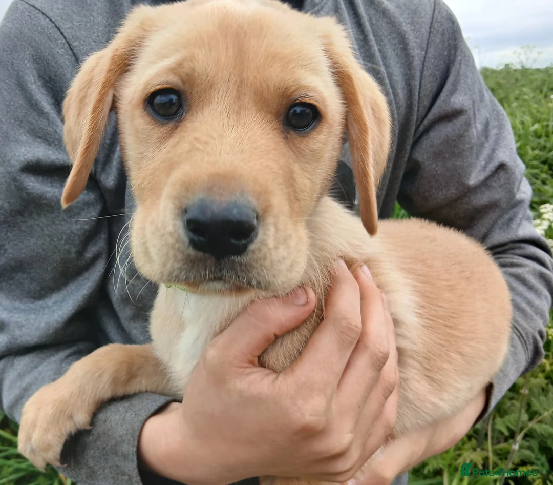 Labrador Retriever dogs for sale: Ready now!! Gorgeous labradors  - Advert 1